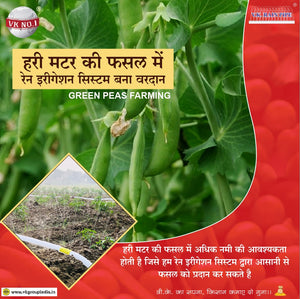 मटर की वैज्ञानिक खेती-Matar Ki kheti