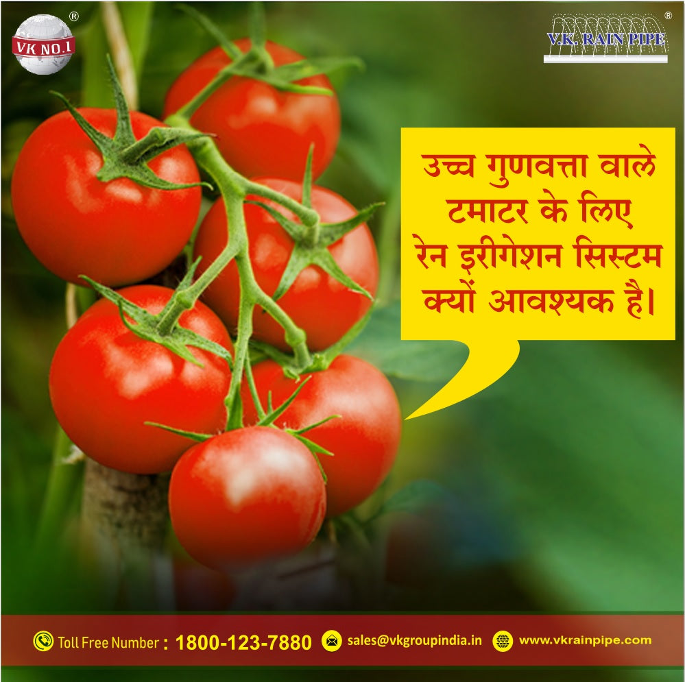 उच्च गुणवत्ता वाले टमाटर के लिए रेन इरीगेशन सिस्टम क्यों आवश्यक है।